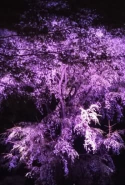 ★六義園でお花見★