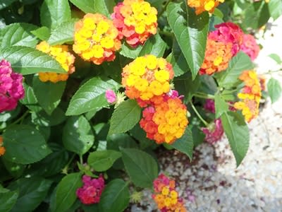 夏季休業のお知らせ