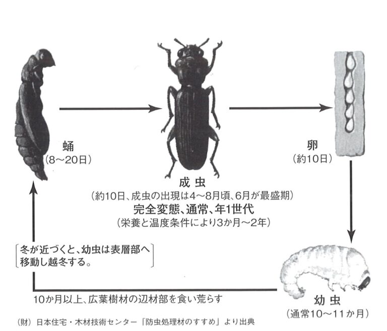 合板の防虫・防蟻・防腐について