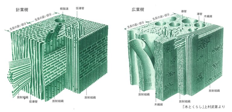 合板と言えば昔はラワンもしくはシナでした・・・。