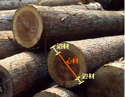 木材の心材と辺材の違いを書いてみました。