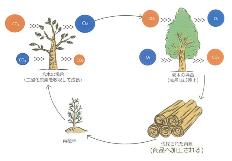 昔、光合成について学校で習いましたよね？