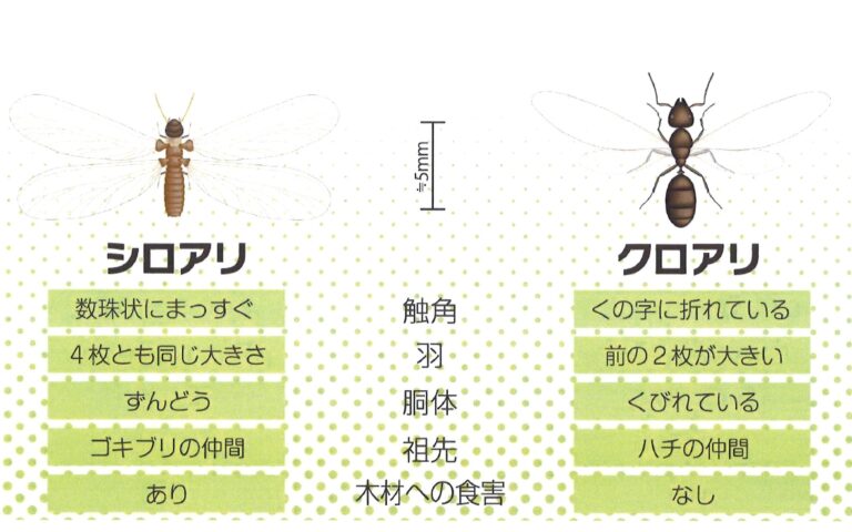 木造住宅じゃないんだから、シロアリの心配なんてないでしょ？