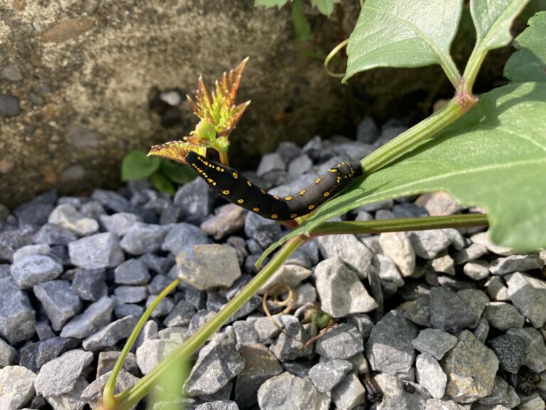 庭の雑草で見つけたのは、セスジスズメの幼虫でした。