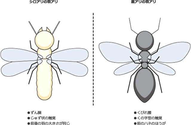 GWと言えば、『シロアリの群飛』のシーズンなんですよね・・・。