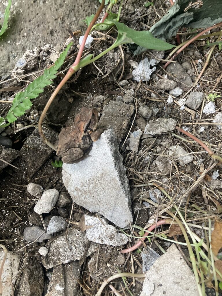 庭に積まれたガラの中から蛇ではなく蛙が出て来ました。