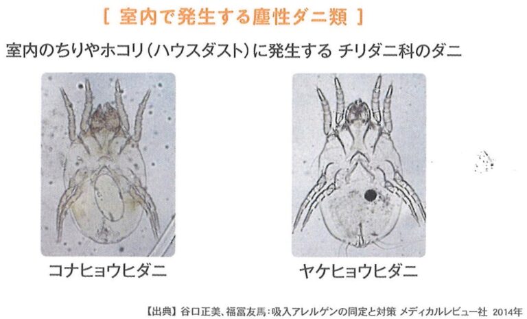 ダニ対策でアレルゲンを減らそう！